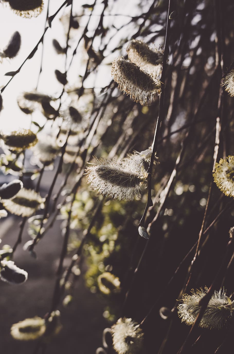 planta, arbre, vegetació, devon, UK, pol·len, naturalesa, flor, ocell, animal, herba, salze, primavera, arbust, brillar, llum del matí, paisatge britànic, salgueig, creixement, bellesa a la natura, centrar-se en primer pla, cap gent, fragilitat, primer pla, vulnerabilitat, dia, tranquil·litat, enfocament selectiu, terra, a l'aire lliure, planta amb flors, branca, frescor, llum solar, suavitat, 4K