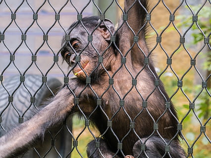 Affe, Gitter, Nahrungssuche, eingesperrt, Tier, Maschendrahtzaun, Primas, Säugetier, Zaun, Wirbeltier, Tierthemen, ein Tier, Tierwelt, Tiere in Gefangenschaft, Zoo, Barriere, Schutz, Käfig, Grenze, Sicherheit, keine Leute, Metall, Fokus auf den Vordergrund, draußen, Tierkopf, kreuz und quer, 4K, CC0, gemeinfrei, lizenzfrei