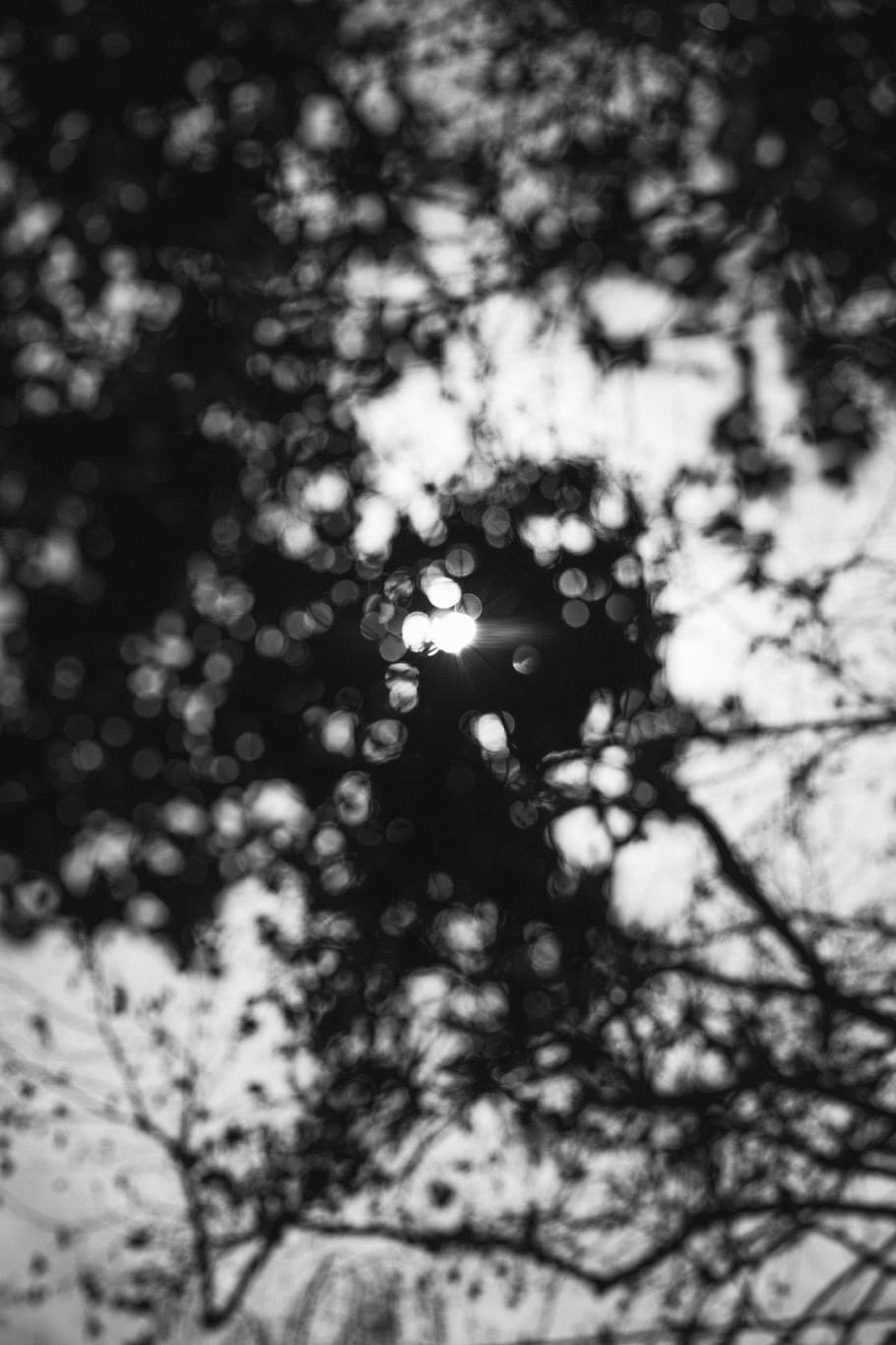 ușoară, semnal luminos, lumina soarelui, copac, plantă, natură, în aer liber, siluetă, abies, brad, îmbrăcăminte, maieu, haine, animal, pasăre, zbor, spaţiu, spațiul cosmic, univers, astronomie, nici o persoana, defocalizat, vedere unghiulară joasă, zi, frumusețe în natură, liniște, ramură, cer, creştere, fundaluri, să se concentreze asupra primelor elemente, selectiv, cadru complet, mișcare încețoșată, scenice - natura, 5K