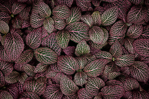 plant, pattern, purple, texture, home decor, leaf, wool, flat, color, green, leaves, neon, electric, vibrant, layer, pink, covered, dark, rug, yarn, full frame, backgrounds, food and drink, healthy eating, no people, food, large group of objects, abundance, green color, wellbeing, fruit, freshness, high angle view, red, directly above, vegetable, nature, still life, 5K, CC0, public domain, royalty free