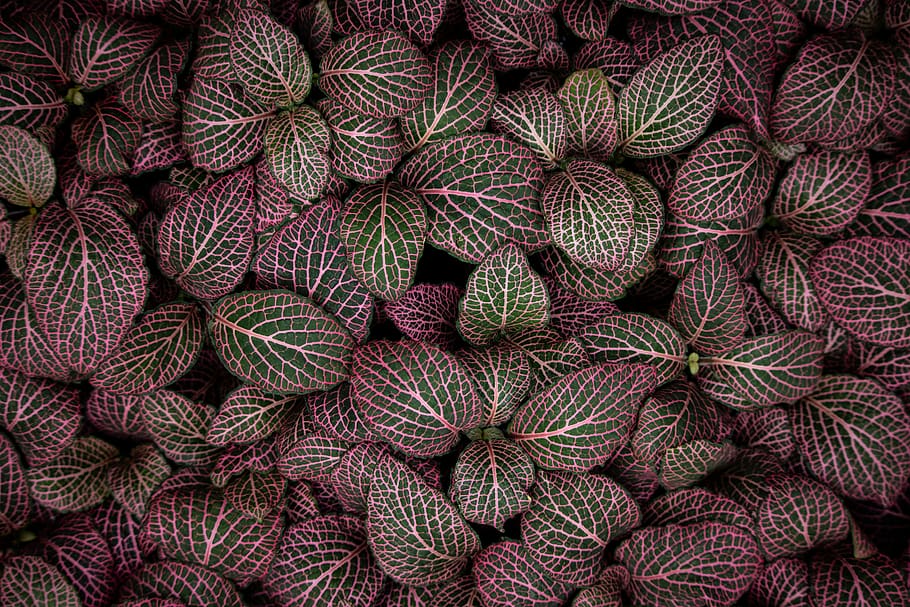planta, patró, porpra, textura, decoració de la llar, full, llana, pis, color, verd, fulles, neó, elèctric, vibrant, capa, rosa, cobert, fosc, catifa, fil, marc complet, fons, menjar i beguda, alimentació saludable, cap gent, menjar, gran grup d'objectes, abundància, color verd, benestar, fruita, frescor, vista d’angle alt, vermell, directament a sobre, vegetals, naturalesa, natura morta, 5K