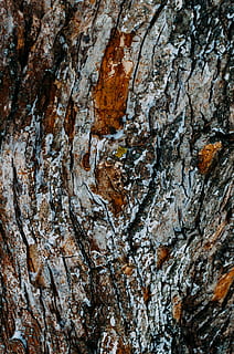 écorce d'arbre brun, arbre, plante, tronc d'arbre, abeille, animal, insecte, invertébré, bois, grossissant, séquoia, insecte de cricket, légume, produire, aliments, grain, algues, mammifère, rongeur, porc-épic, plein cadre, tronc, arrière-plans, texturé, fermer, rugueux, personne, modèle, motif naturel, écorce végétale, croissance, bois - matériau, la nature, journée, écorce, en plein air, marron, effet texturé, lichen, grain de bois, 4K, CC0, domaine public, libre de droits