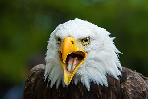 Hvidhovedet havørn, raptor, symbol, ørn, skaldet, perched, portræt, fugl, natur, amerikansk, appel, fjer, dom, majestætisk, vinger, rovdyr, leder, rovfugl, dyr, dyre temaer, dyr i naturen, hvirveldyr, ørn - fugl, dyreliv, et dyr, dyr kropsdel, næb, tæt på, fokus på forgrunden, gul, dyr hoved, hvid farve, ingen mennesker, munden åben, dyr øje, aggression, 2K, CC0, offentligt domæne, royaltyfrie
