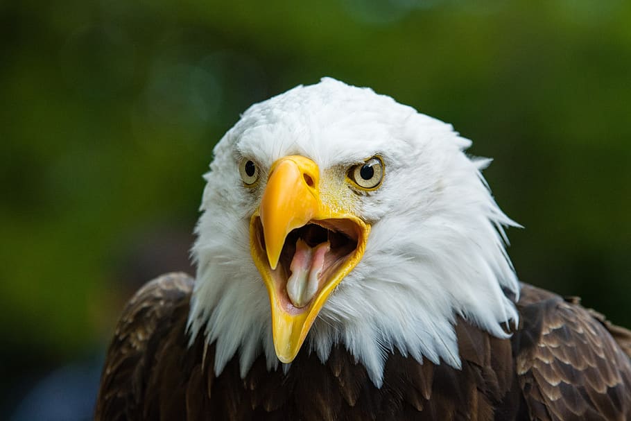 Hvidhovedet havørn, raptor, symbol, ørn, skaldet, perched, portræt, fugl, natur, amerikansk, appel, fjer, dom, majestætisk, vinger, rovdyr, leder, rovfugl, dyr, dyre temaer, dyr i naturen, hvirveldyr, ørn - fugl, dyreliv, et dyr, dyr kropsdel, næb, tæt på, fokus på forgrunden, gul, dyr hoved, hvid farve, ingen mennesker, munden åben, dyr øje, aggression, 2K