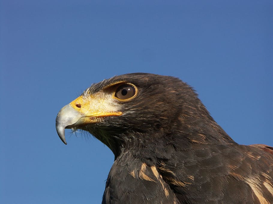 uccello, natura, becco, aquila, falco, fauna, uccello rapace, aquila calva, vertebrato, poiana, Accipitriformi, animale, temi animali, un animale, fauna selvatica, animali allo stato selvatico, parte del corpo animale, testa di animale, cielo, cielo sereno, nessuno, avvicinamento, giorno, aquila - uccello, copia spazio, vista profilo, occhio animale, falco - uccello, 2K