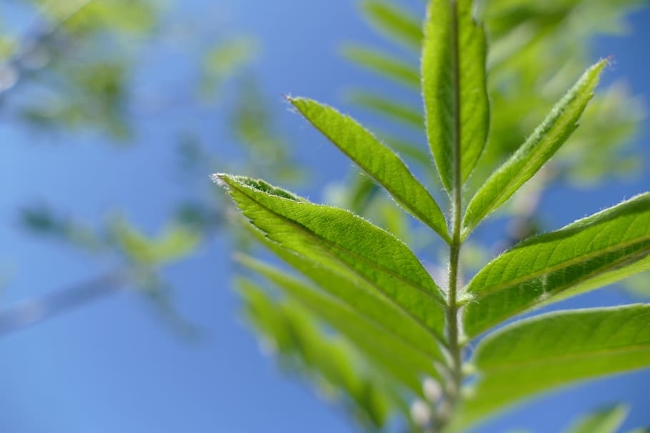 verd, full, naturalesa, primavera, planta, relaxa't, estiu, arbre, ecologia, eco, medi ambient, natural, part de la planta, color verd, creixement, primer pla, bellesa a la natura, cap gent, enfocament selectiu, dia, herba, a l'aire lliure, frescor, centrar-se en primer pla, menjar i beguda, marihuana - cannabis a base d'herbes, patró natural, menjar, blau, fulles, puresa, 5K