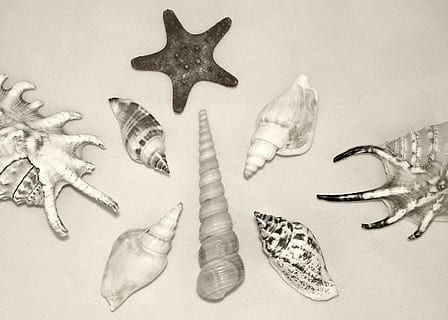 shell, petxines marines, estrella de mar, diferent, al voltant, assortit, natura fixa, animal, temes d'animals, fauna animal, marí, la vida marina, grup d’animals, mar, a l'interior, elecció, vista d’angle alt, cap gent, història, tir de l'estudi, peix, representació animal, sota l'aigua, el passat, vertebrats, 2K, CC0, domini públic, lliure de regalies