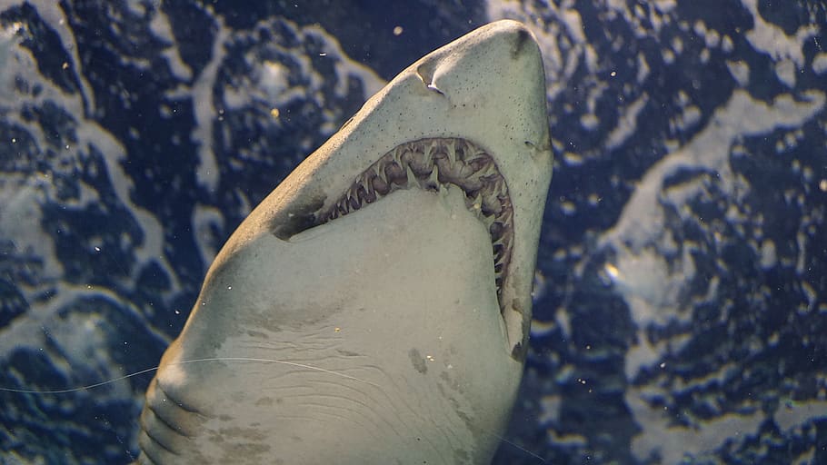 squalo bianco, temi animali, animale, un animale, mare, parte del corpo animale, subacqueo, animali allo stato selvatico, fauna selvatica, acqua, pesce, natura, nessuno, avvicinamento, nuoto, squalo, testa di animale, comunicazione, all'aperto, vertebrato, aggressione, marino, denti di animale, 5K