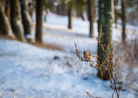 marró, ocell, branca, animal, borrós, fred, bosc, gelades, congelat, gel, paisatge, poc, parc, planta, temporada, neu, arbres, temps, hivern, arbre, animals a la natura, temperatura de fred, naturalesa, temes d'animals, un animal, fauna animal, dia, cap gent, centrar-se en primer pla, tronc, a l'aire lliure, tronc de l'arbre, primer pla, invertebrat, 2K, CC0, domini públic, lliure de regalies