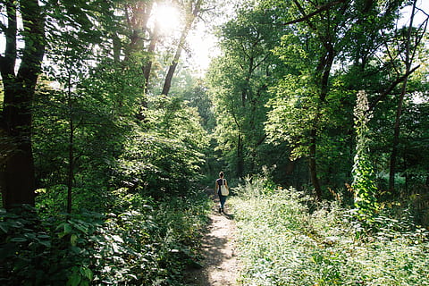persona, caminar, endins, bosc, la llum del dia, medi ambient, sendera, noia, creixement, orientació, caminada, paisatge, naturalesa de la mare, llum natural, naturalesa, carretera, estiu, sol, ruta, arbres, dona, fusta, arbre, planta, terra, persones reals, activitat d'oci, dia, bellesa a la natura, estils de vida, longitud completa, una persona, llum solar, color verd, tranquil·litat, escena no urbana, homes, a l'aire lliure, 4K, CC0, domini públic, lliure de regalies