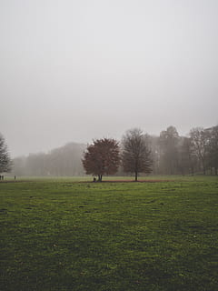 alberi, campo d'erba, pianta, erba, natura, all'aperto, tempo metereologico, munchen, Germania, prato, nebbia, parco, paesaggio, albero, urbano, costruzione, Quartiere, campo, terra, quercia, scena tranquilla, ambiente, la tranquillità, bellezza nella natura, colore verde, cielo, scenics - natura, giorno, nessuno, scena non urbana, crescita, nebbioso, 4K, CC0, dominio pubblico, privo di copyright