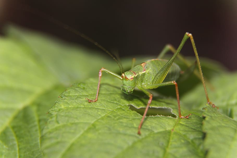 verd, Llagosta, full, error, primer pla, insecte, macro, part de la planta, invertebrat, color verd, temes d'animals, animal, un animal, fauna animal, animals a la natura, naturalesa, cap gent, part del cos dels animals, antena animal, enfocament selectiu, formiga, planta, 4K