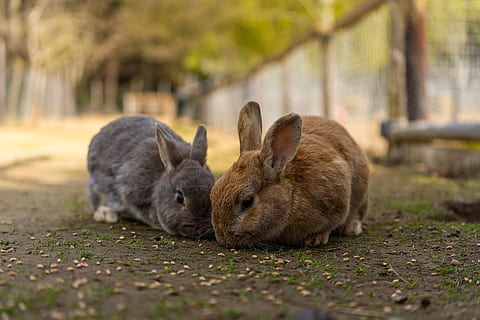 dyr, hare, kanin, påske, søt, dyr verden, pattedyr, ører, bunny, gård, landlig, liten, Augen, morsom, utsikt, pels, nærbilde, dyre temaer, dyreliv, dyr i naturen, gruppe dyr, selektiv fokusering, to dyr, natur, ingen folk, kanin - dyr, dag, samvær, virveldyr, land, utendørs, avslapning, spiser, anlegg, overflatenivå, 5K, CC0, offentlig domene, opphavsrett gratis