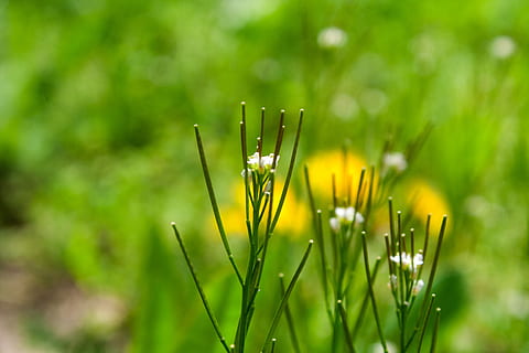 erba, verde, natura, prato, sfondi, paesaggio, sfondo, ambiente, campo, parco, piante, accuratamente, luminosa, flora, pianta, crescita, pianta fiorita, colore verde, fiore, bellezza nella natura, freschezza, avvicinamento, vulnerabilità, fragilità, nessuno, concentrarsi sulle conoscenze acquisite, messa a fuoco selettiva, giorno, bagnato, giallo, all'aperto, acqua, testa di fiore, filo d'erba, rugiada, 2K, CC0, dominio pubblico, privo di copyright