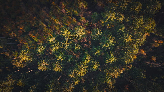 pohon, hutan, matahari, cahaya, terbang, musim gugur, jatuh, warna, warna musim gugur, dengung, mavic, dji, mavicpro, dji mavic, fotografi drone, Belgium, jerman, bayangan, menanam, pertumbuhan, keindahan di alam, alam, tidak ada orang, ketenangan, hari, tanah, warna hijau, latar belakang, bingkai penuh, cabang, di luar rumah, adegan yang tenang, scenics - alam, perubahan, adegan non-urban, pohon jenis konifera, pohon cemara, 4K, CC0, domain publik, bebas royalti