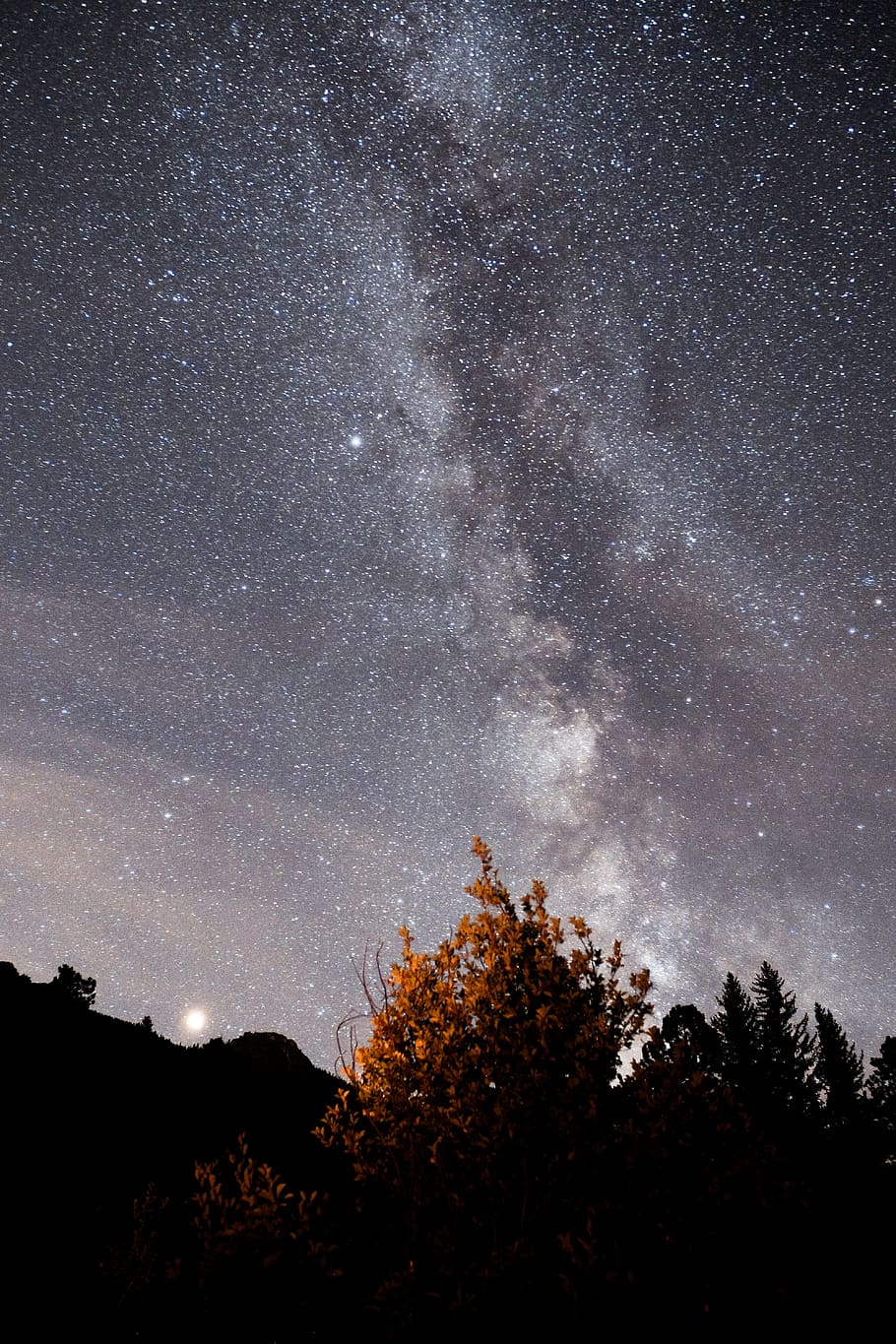 hnědý, listoval, strom, v noci, mléčná dráha, venku, galaxie, noc, vesmír, astronomie, mlhovina, prostor, estes park, Spojené státy, hvězda, nebe, Šedá, astrofotografie, les, Příroda, dlouhé expozice, hvězda - prostor, rostlina, krása v přírodě, scenics - příroda, klid, klidné scény, nízký úhel pohledu, hvězdné pole, nikdo, silueta, růst, souhvězdí, 5K
