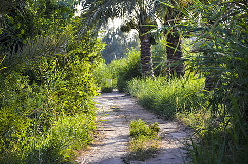 Pfad, Wald, Bäume, Natur, Weg, Landschaft, Stimmung, mystisch, Licht, Blätter, sich ausruhen, Orange, Dunst, Wandern, geheimnisvoll, Sonnenstrahl, Beleuchtung, Zauber, Pflanze, Wachstum, Baum, Richtung, Fußweg, der Weg nach vorn, grüne Farbe, Schönheit in der Natur, Land, keine Leute, Ruhe, ruhige Szene, Tag, Szenen - Natur, Sonnenlicht, üppiges Laub, draußen, Straße, abnehmende Perspektive, lange, 4K, CC0, gemeinfrei, lizenzfrei