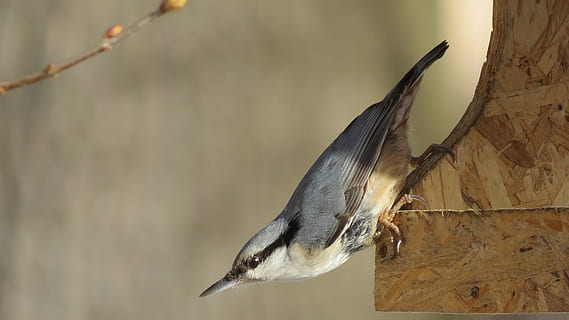 Țiclean, primăvară, fider, natură, sălbatic, pasăre, peisaj, animale vertebrate, animale sălbatice, animale tematice, animale în sălbăticie, animal, un animal, să se concentreze asupra primelor elemente, nici o persoana, a închide, zi, stinghie, vedere laterală, în aer liber, copac, sursa de alimentare pentru păsări, cioc, ramură, frumusețe în natură, 4K, CC0, domeniu public, fără drepturi de autor