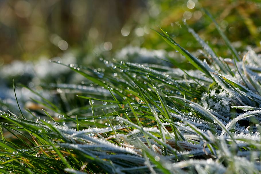 gräs, glasyr, frost, rimfrost, vinter-, kall, bokeh, växt, kall temperatur, natur, snö, tillväxt, vatten, närbild, grön färg, släppa, selektiv fokusering, dag, skönhet i naturen, våt, inget folk, blad, frysta, is, utomhus, dagg, barrträd, tall, grässtrå, nål - växtdel, gran, 5K