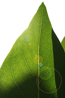 hoja, contraluz, estructura, estructura de la hoja, venas, verde, planta, clorofila, corona, blanco, macro, textura, parte de la planta, color verde, de cerca, vena de la hoja, foto de estudio, naturaleza, Fondo blanco, nadie, belleza en la naturaleza, crecimiento, patrón natural, al aire libre, vulnerabilidad, fragilidad, día, frescura, botánica, 4K, CC0, dominio público, libre de derechos