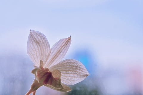 flor, moribundo, fragilidad, frescura, planta floreciendo, de cerca, vulnerabilidad, belleza en la naturaleza, planta, naturaleza, pétalo, cielo, azul, centrarse en primer plano, día, al aire libre, inflorescencia, nadie, crecimiento, cabeza de flor, blandura, 5K, CC0, dominio público, libre de derechos