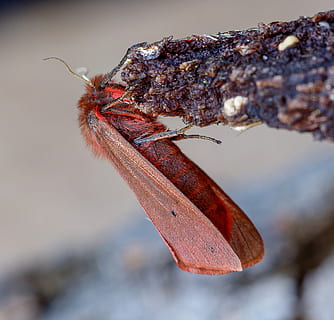 rubin-tygrys, ćma, skrzydełka, czerwony, włochaty, ogród, bezkręgowce, anteny, owad, lepidoptera, zbliżenie, zwierzę, tematy zwierzęce, zwierzęta na wolności, zwierzęca przyroda, jedno zwierzę, bezkręgowy, żadnych ludzi, skupić się na pierwszym planie, dzień, Natura, selektywne skupienie, na dworze, skrzydło zwierzęce, część ciała zwierzęcia, metal, mięso, 2K, CC0, domena publiczna, darmowe zdjęcia