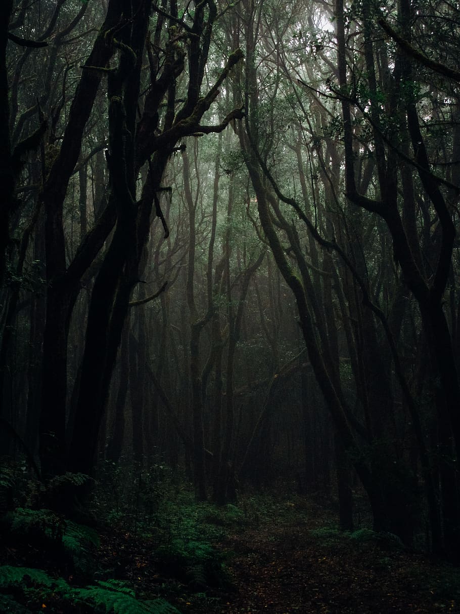 Waldfotografie, dunkel, Tageslicht, unheimlich, Umgebung, Nebel, nebelig, Wald, Landschaft, Licht, Geheimnis, Natur, Regenwald, szenisch, Bäume, Baum, Land, Pflanze, Ruhe, Kofferraum, Baumstamm, Schönheit in der Natur, keine Leute, ruhige Szene, Nicht-städtische Szene, Szenen - Natur, Wildnis, Tag, Ast, draußen, 4K