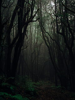 forest during daytime, nature, tree, plant, outdoors, vegetation, land, grey, tree trunk, jungle, conifer, woodland, forest, astronomy, space, universe, outer space, scenery, night, weather, invertebrate, tranquility, trunk, beauty in nature, no people, tranquil scene, non-urban scene, scenics - nature, wilderness, day, fog, environment, branch, 4K, CC0, public domain, royalty free