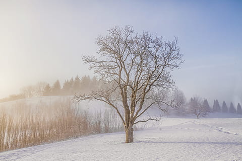 spoglio, albero, giorno, natura, la neve, inverno, all'aperto, bufera di neve, tempesta, tempo metereologico, nebbia, erbe invernali, brances, ghiaccio, paesaggio, scenario, Alba, cielo, pianta, costruzione, edificio per uffici, temperatura fredda, scenics - natura, scena tranquilla, bellezza nella natura, la tranquillità, ambiente, nessuno, albero nudo, terra, scena non urbana, Colore bianco, campo, freddo, nevicando, 5K, CC0, dominio pubblico, privo di copyright