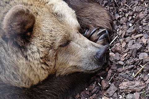 Urso, animal, dormir, focinho, dormindo, adormecido, Paz, quieto, facilidade, temas animais, mamífero, um animal, animais selvagens, animais em estado selvagem, ninguém, fechar-se, vertebrado, relaxamento, natureza, parte do corpo animal, dia, cabeça de animal, Castanho, olhos fechados, terra, ao ar livre, Vista de perfil, 4K, CC0, domínio público, royalty free