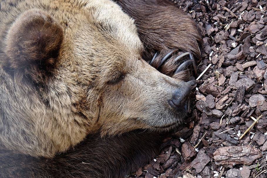Urso, animal, dormir, focinho, dormindo, adormecido, Paz, quieto, facilidade, temas animais, mamífero, um animal, animais selvagens, animais em estado selvagem, ninguém, fechar-se, vertebrado, relaxamento, natureza, parte do corpo animal, dia, cabeça de animal, Castanho, olhos fechados, terra, ao ar livre, Vista de perfil, 4K