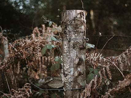 brun træ log, plante, træstump, træ, træstamme, bregne, blad, symbol, pil, fugl, bi æter, dyr, svamp, agaric, champignon, edderkoppespind, tråd, fugl feeder, gnaver, pattedyr, fokus på forgrunden, dag, natur, jord, Skov, ingen mennesker, tæt på, beskyttelse, udendørs, træ - materiale, selektiv fokusering, sikkerhed, hegn, grænse, pigtråd, barriere, skarp, træ post, 8K, CC0, offentligt domæne, royaltyfrie