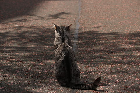gat, estat, antisocial, temes d'animals, animal, mamífer, un animal, vertebrats, fauna animal, animals a la natura, nacional, mascotes, cap gent, dia, animals domèstics, naturalesa, a l'aire lliure, gat domèstic, camp, terra, centrar-se en primer pla, felí, longitud completa, 5K, CC0, domini públic, lliure de regalies