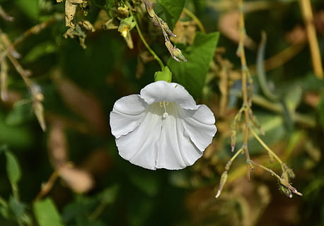 flor, natureza, plantar, flora, surto, natural, beleza na natureza, planta com flores, pétala, crescimento, fechar-se, cor branca, fragilidade, cabeça de flor, frescura, vulnerabilidade, inflorescência, focar em primeiro plano, ninguém, dia, ao ar livre, folha, foco seletivo, 5K, CC0, domínio público, royalty free