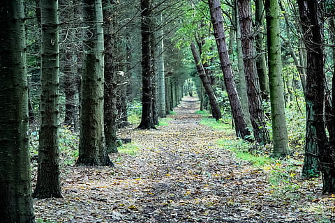 bosc, lluny, arbres, camí forestal, paisatge, verd, descans, senderisme, naturalesa, passeig marítim, silenciós, arbre, planta, terra, tronc, tronc de l'arbre, tranquil·litat, escena tranquil·la, creixement, bellesa a la natura, direcció, el camí a seguir, escenics - natura, escena no urbana, dia, cap gent, color verd, idíl·lic, perspectiva decreixent, treelined, a l'aire lliure, bambú - planta, ruta, 4K, CC0, domini públic, lliure de regalies