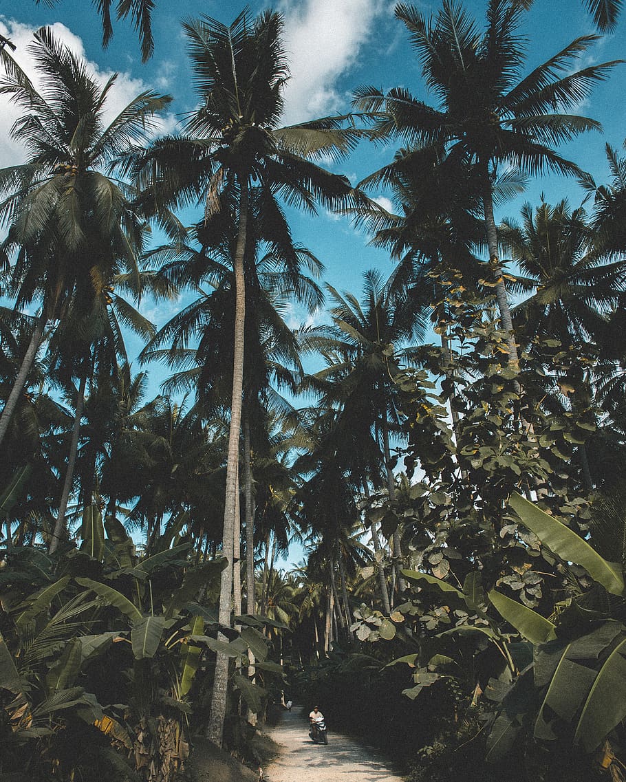 gangsti mellem skov, træ, Palme træ, tropisk klima, plante, vækst, natur, himmel, skønhed i naturen, ro, tropisk træ, udendørs, dag, jord, bagagerum, træstamme, ingen mennesker, rolig scene, sollys, blad, høj - høj, kokos palme, treelined, 4K