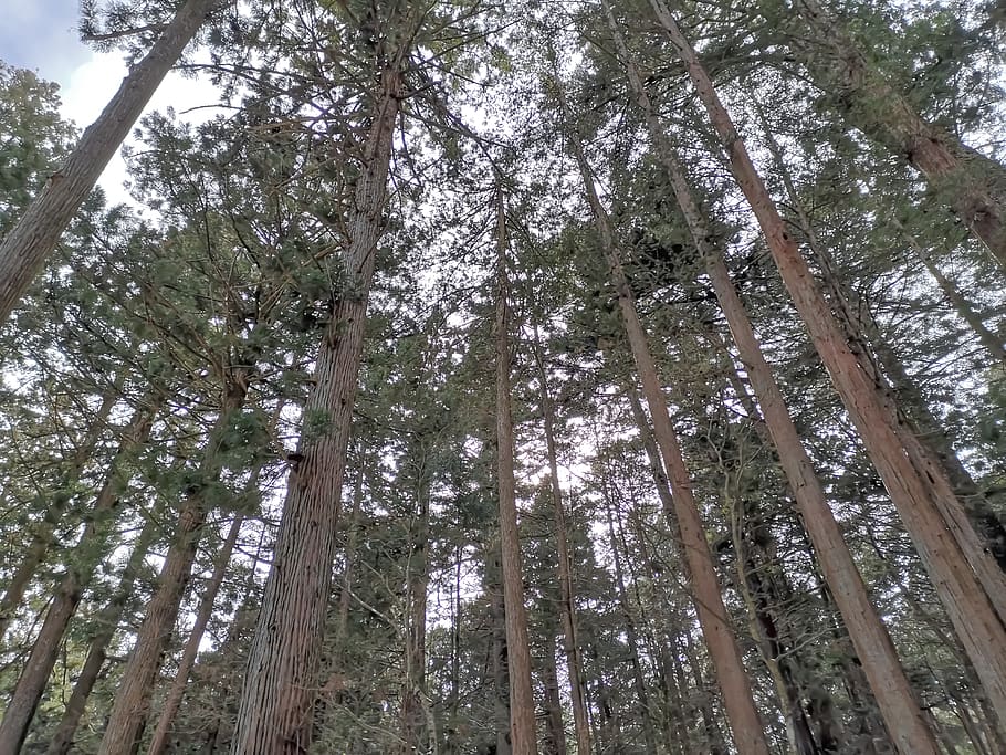 arbre, planta, conífera, pi, avet, abies, sequoia, Cercar, neu, làrix, tronc de l'arbre, pal d’utilitat, bedoll, picea, monstre de l'arbre, ruta, Camí, vegetació, activitats de lleure, aventura, vista d’angle baix, bosc, tronc, terra, bellesa a la natura, tranquil·litat, creixement, cap gent, alta - alta, escena tranquil·la, dia, escenics - natura, naturalesa, a l'aire lliure, cel, escena no urbana, bambú - planta, copa de l'arbre, bosc de pi, 5K