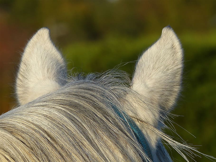 pura sang, àrab, blanc, orelles, crinera, naturalesa, pre, animal, equí, fons de pantalla, psa, yk, un animal, temes d'animals, vertebrats, primer pla, centrar-se en primer pla, mamífer, mascotes, part del cos dels animals, nacional, animals domèstics, fauna animal, pèl d’animals, cap d’animals, cabell, cap gent, dia, bestiar, cavall, orella animal, herbívors, suavitat, 2K