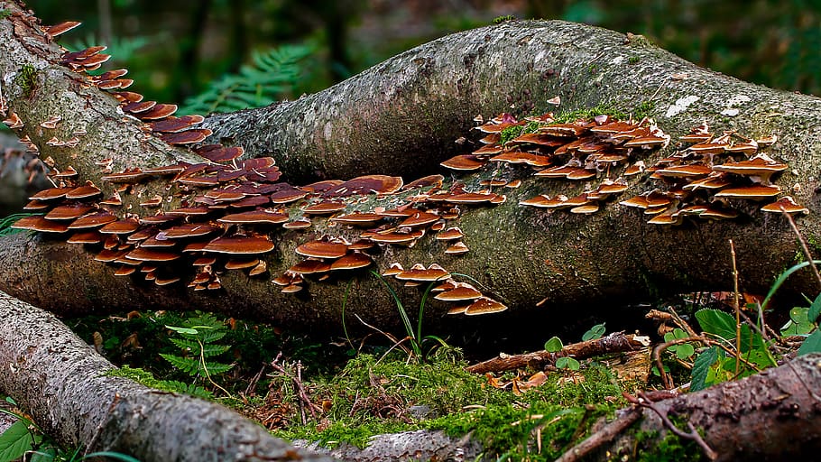 bolets, registre, bosc, tribu, fongs de l'arbre, agaric, bolets del bosc, col·lecció de bolets, arbre, planta, naturalesa, dia, molsa, terra, cap gent, fong, tronc de l'arbre, tronc, creixement, primer pla, camp, a l'aire lliure, centrar-se en primer pla, material de fusta, escorça, desforestació, fusta, toadstool, 4K