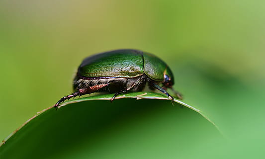 tæt, Foto, grøn, bille, insekt, blad, makro, bokeh, sløring, natur, tapet, dyr, dyreliv, tæt på, grøn farve, scarab beetle, baggrunde, sommer, lille, udendørs, skadedyr, billen, biologi, hvirvelløse, græs, rød, Skov, 2K, CC0, offentligt domæne, royaltyfrie