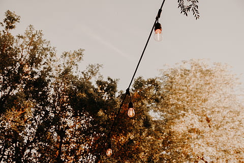 luci stringa accese, albero, pianta, natura, giorno, attività, sospeso, una persona, all'aperto, autunno, crescita, bellezza nella natura, cielo, corda, scena non urbana, Inquadratura dal basso, attività di svago, asta, 5K, CC0, dominio pubblico, privo di copyright
