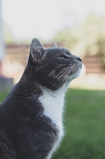n; acl cat, pattedyr, dyre temaer, et dyr, dyr, kæledyr, indenlandske, husdyr, kat, indenlandske kat, feline, hvirveldyr, fokus på forgrunden, bakkenbart, tæt på, ingen mennesker, leder, sort farve, kigger væk, dag, sidebillede, dyr hoved, profilvisning, 5K, CC0, offentligt domæne, royaltyfrie