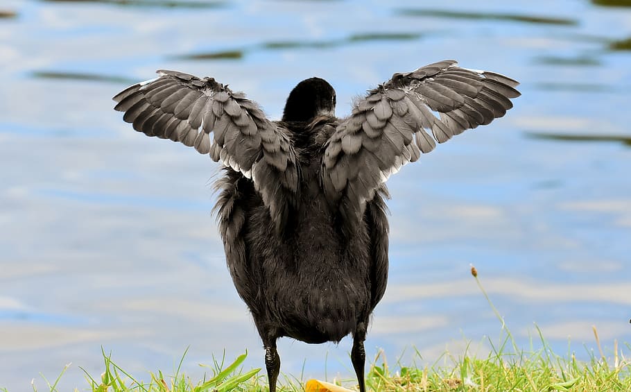 Blässhuhn, Küken, Flügel, Wasser, Natur, Wasservögel, jung, Gefieder, schwimmen, flauschige, Feder, schwimmvogel, Flaum, Schwimmer, süß, See, Tierthemen, Tier, Vogel, Tierwelt, Wirbeltier, ein Tier, Tiere in freier Wildbahn, keine Leute, schwarze Farbe, Tag, fliegend, Fokus auf den Vordergrund, Pflanze, Gras, Schönheit in der Natur, Nahansicht, 4K