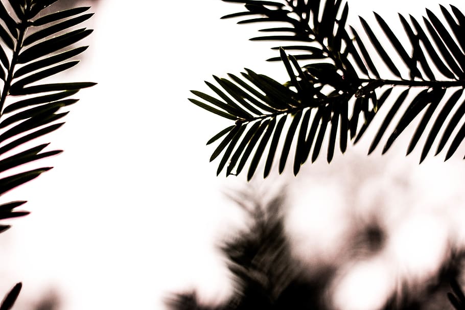 foglie verdi, albero, pianta, abete, abies, conifera, foglia, verde, defocus, buio, sfocatura, bokeh, ramo, minimalista, gambo, botanica, minimo, stelo, animale, uccello, Palma, messa a fuoco selettiva, crescita, nessuno, parte vegetale, foglia di palma, avvicinamento, clima tropicale, cielo, natura, bellezza nella natura, fronda, silhouette, Inquadratura dal basso, giorno, la tranquillità, all'aperto, Pino, 4K