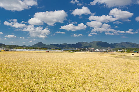 cloud, sky, nature, landscape, scenery, sunshine, weather, mood, summer, atmosphere, rural, farming, holiday, cloud - sky, environment, scenics - nature, land, field, plant, tranquil scene, tranquility, mountain, beauty in nature, agriculture, day, growth, crop, rural scene, no people, cereal plant, outdoors, plantation, 5K, CC0, public domain, royalty free