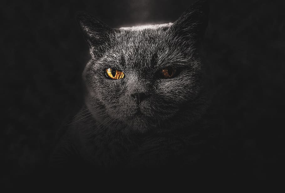 tapet, kulisse, baggrund, kat, dyr, kunst, sort, design, indenlandske, øje, øjne, ansigt, feline, hoved, billede, killing, kitty, kærlighed, pattedyr, meow, naturlig, natur, kæledyr, portræt, et dyr, dyre temaer, husdyr, indenlandske kat, studio skud, kigger på kameraet, sort baggrund, indendørs, hvirveldyr, tæt på, grå, dyr kropsdel, bakkenbart, ingen mennesker, dyr hoved, gule øjne, dyr øje, 4K