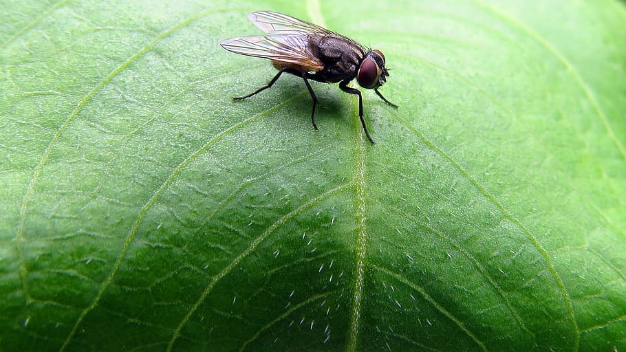 Nepal, Kathmandu, Blatt, grüne Farbe, wirbellos, Pflanzenteil, Insekt, Tierwelt, Tier, Tiere in freier Wildbahn, Tierthemen, ein Tier, Pflanze, Natur, Nahansicht, keine Leute, Blattvene, Tag, fliegen, Wachstum, Tierflügel, Stubenfliege, draußen, 1080P