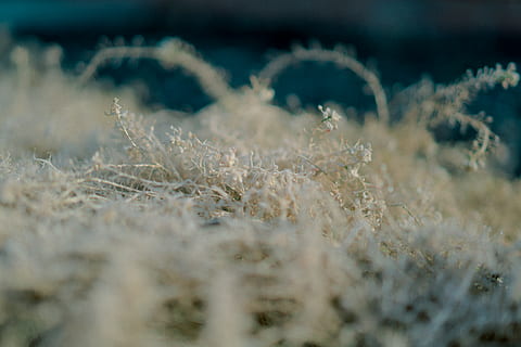 nature, tree, trees, grass, green, cold, fall, winter, december, snow, frost, frozen, ice, photography, leaves, brown, wallpaper, christmas, background, color, plant, selective focus, no people, land, landscape, field, environment, cereal plant, beauty in nature, day, growth, tranquility, crop, agriculture, outdoors, close-up, 8K, CC0, public domain, royalty free