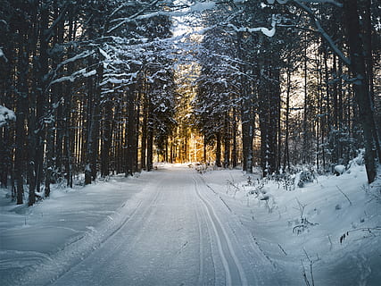 fotografía de paisaje, camino de nieve, arboles, invierno, frío, colores, bosque, camino forestal, escarcha, congelado, hielo, paisaje, parque, escénico, nieve, Nevado, camino sin pavimentar, temperatura fría, árbol, planta, belleza en la naturaleza, cubierta, tranquilidad, tierra, la carretera, naturaleza, paisajes - naturaleza, nadie, el camino a seguir, dirección, escena tranquila, transporte, el color blanco, perspectiva decreciente, al aire libre, nevando, 5K, CC0, dominio público, libre de derechos