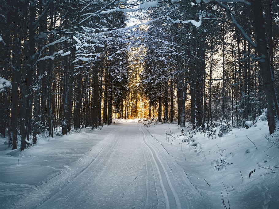 fotografia de paisatge, camí de neu, arbres, hivern, fred, colors, bosc, camí forestal, gelades, congelat, gel, paisatge, parc, escènic, neu, nevat, camí sense pavimentar, boscos, temperatura de fred, arbre, planta, bellesa a la natura, cobertura, tranquil·litat, terra, carretera, naturalesa, escenics - natura, cap gent, el camí a seguir, direcció, escena tranquil·la, transport, Color blanc, perspectiva decreixent, a l'aire lliure, nevar, 5K